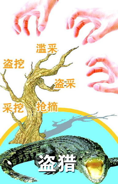 格尔木黑枸杞遭哄抢背后:盗挖盗猎野生动植物频发