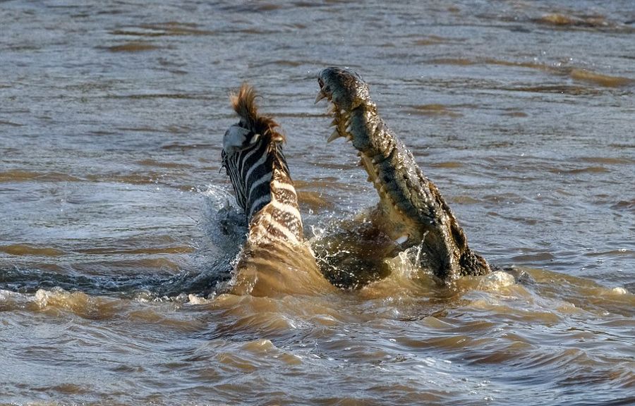 肯尼亚马赛马拉国家保护区幼年斑马横渡马拉河时遭两条鳄鱼袭击沦为猎物