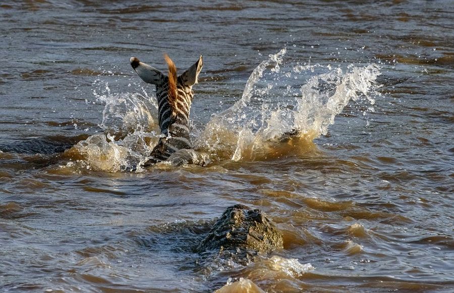 肯尼亚马赛马拉国家保护区幼年斑马横渡马拉河时遭两条鳄鱼袭击沦为猎物