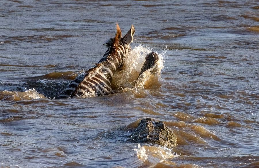 肯尼亚马赛马拉国家保护区幼年斑马横渡马拉河时遭两条鳄鱼袭击沦为猎物