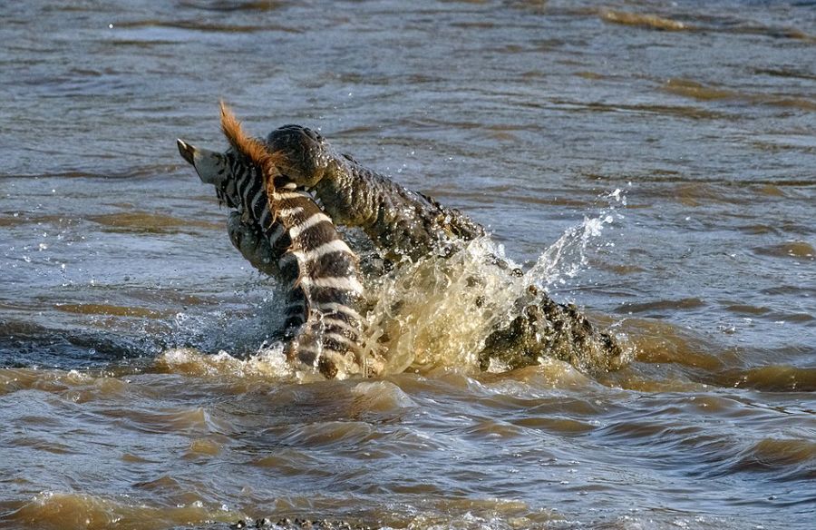 肯尼亚马赛马拉国家保护区幼年斑马横渡马拉河时遭两条鳄鱼袭击沦为猎物