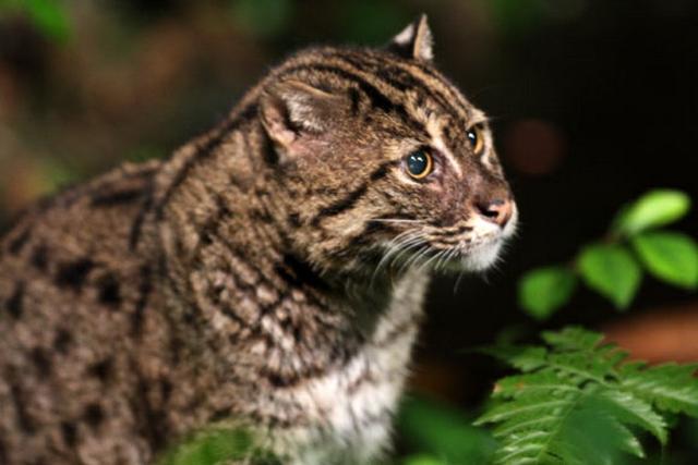 这是生活在湿地环境的钓鱼猫。目前科学家最新研究发现柬埔寨自2003年消失钓鱼猫以来,近期首次发现钓鱼猫活动踪迹。