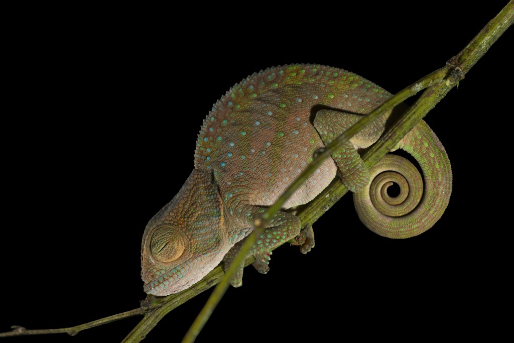 ������֦˯���İ�ɣ��˹��ɫ���� Photograph by Christian Ziegler