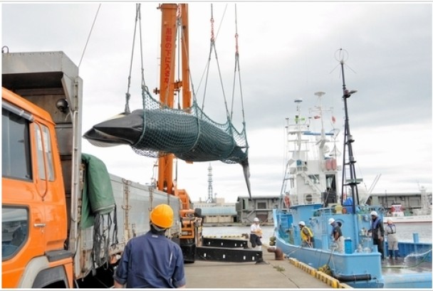 小须鲸被运上岸