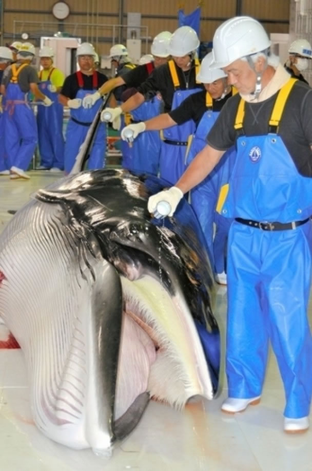 鲸肉将当作食用鱼肉销售