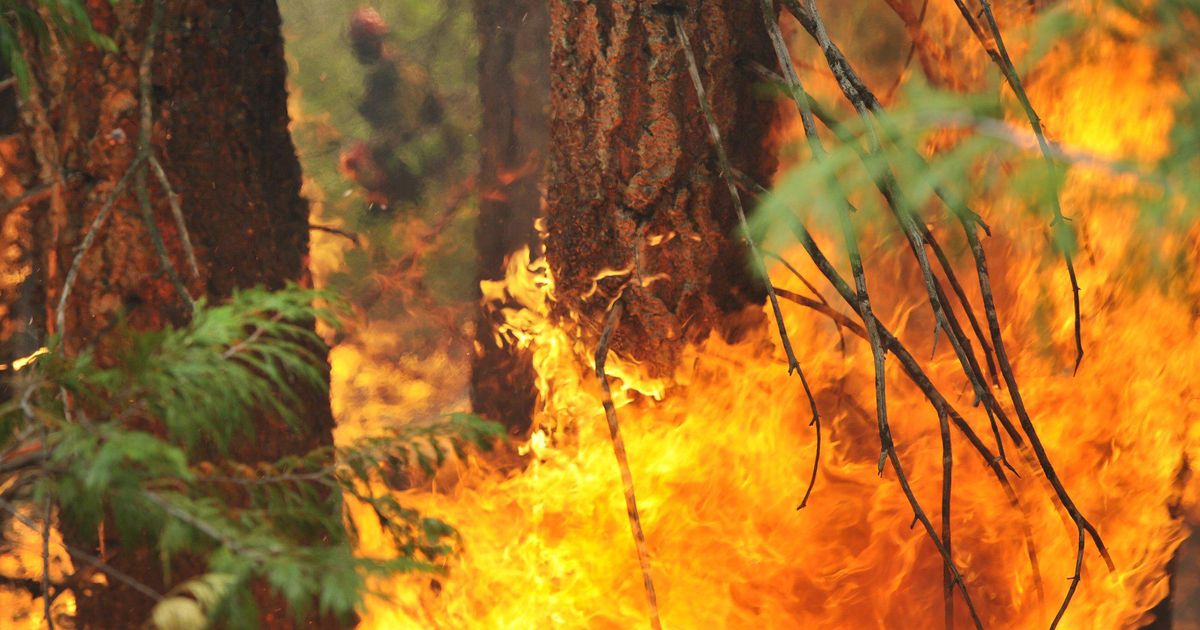 美国西北部野火威胁野生动物