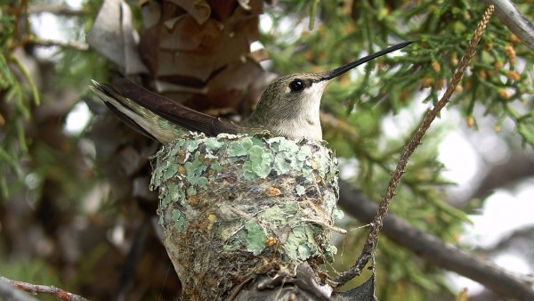 ��������ѡ���ھ�ס����ӥ�����·����� �����ɼ�