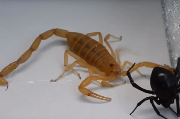 毒王之战:以色列金蝎决斗“黑寡妇”蜘蛛