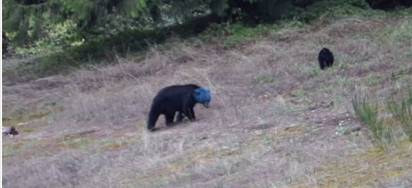 一只「头壳蓝蓝」的黑熊被发现带着小熊在路旁散步