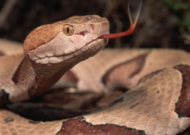 ҩ��ͣ�����߶�Ѫ�� �޹���ҽ��ָ����ľ�