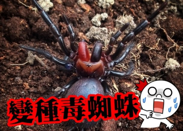 该变种毒蜘蛛拥有鲜红色的毒牙