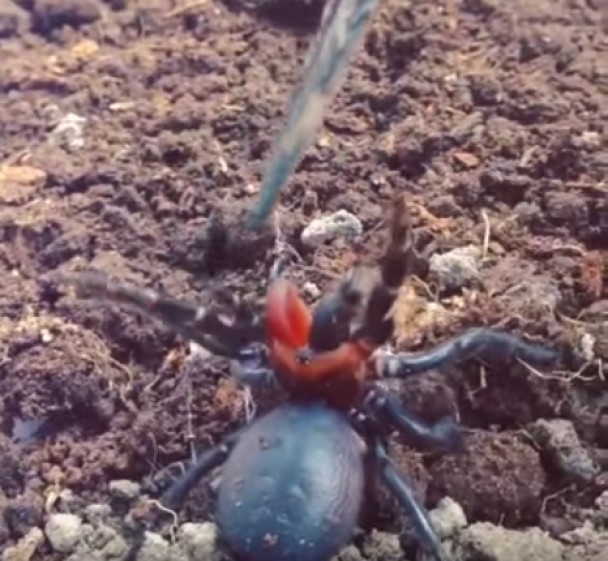 该蜘蛛头部上有红色斑纹,可见其基因变异。