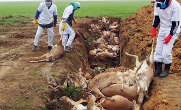 哈萨克过去数月均有大量高鼻羚羊离奇死亡