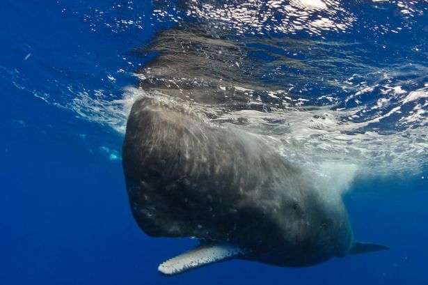 ��������һ����Ĩ�㾨��ͼ�������γɵ����ʡ�