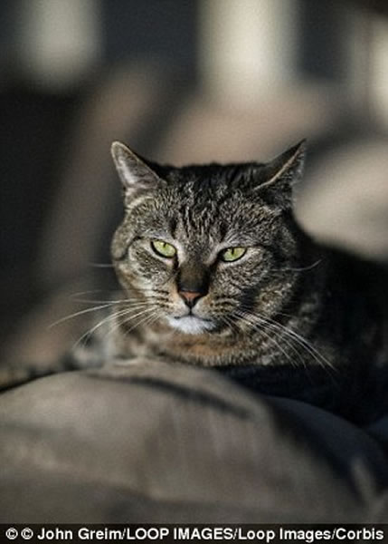 猫并不像狗 主人不在更加悠然自得