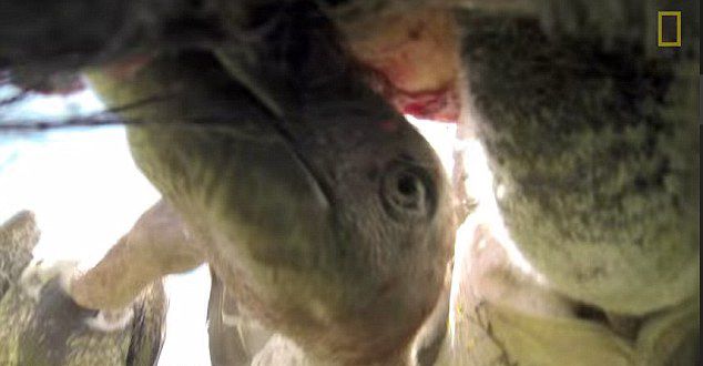 美国《国家地理》摄影师将摄像机放入死角马体内记录秃鹫进食腐尸过程