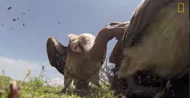 美国《国家地理》摄影师将摄像机放入死角马体内记录秃鹫进食腐尸过程