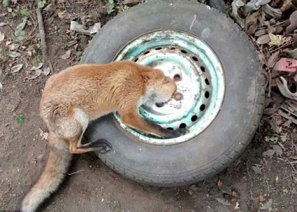 С����ͷ����������ס