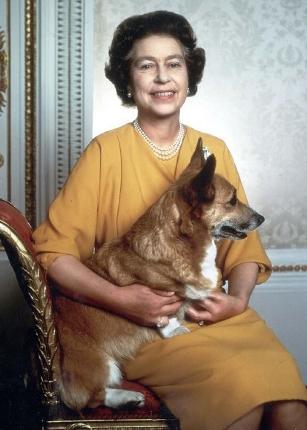 英女王年轻时已开始饲养哥基犬。