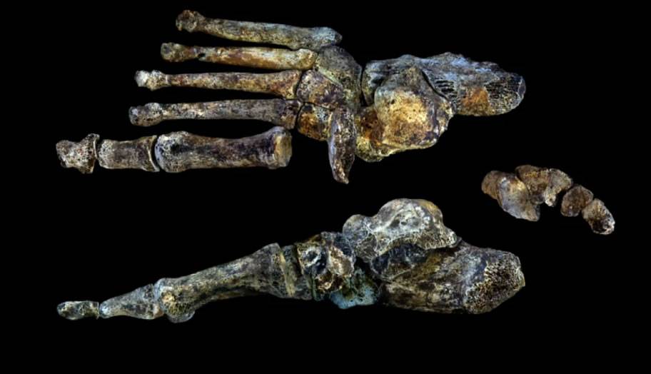 南非洞穴发现人类新物种化石——“纳莱迪人”