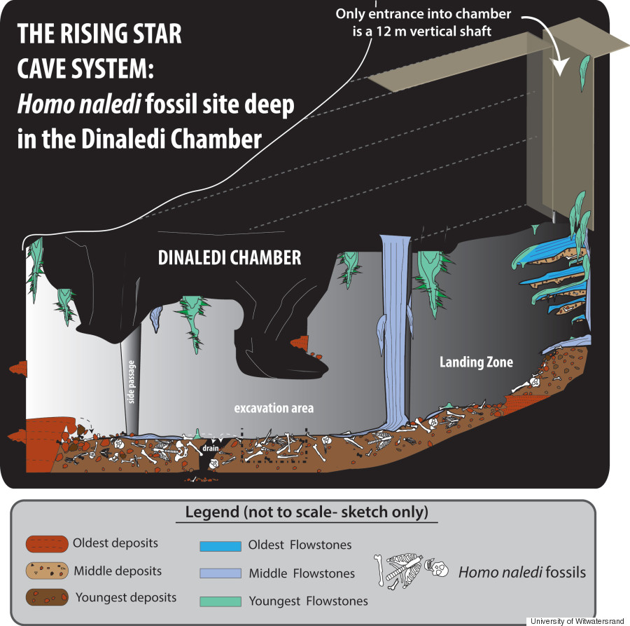 南非洞穴发现人类新物种化石——“纳莱迪人”