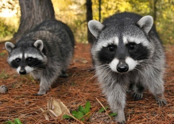 北美浣熊入侵英国,专家担忧会引发生态灾难。