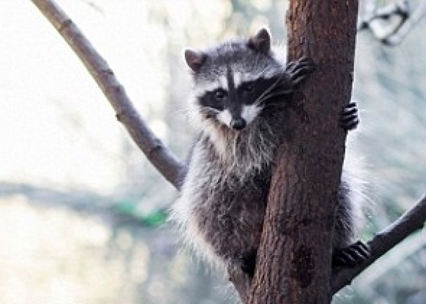 北美浣熊会破坏其他动物的巢穴