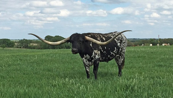 Big Red 907ֻǣϹ292.1ףȫӵţǵţ