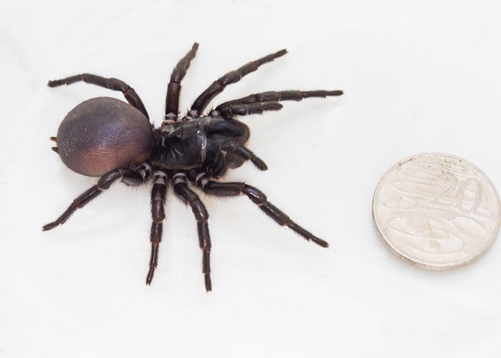 这只新品种的漏斗网蜘蛛,体型庞大。