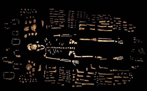 科学家在山洞内寻得1550块化石。