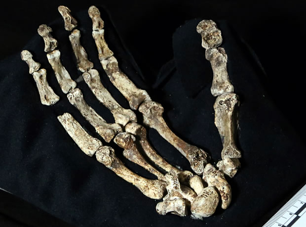 “Homo Naledi”的手部与现代人类相近。