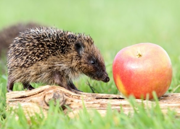 “拇指姑娘”因为患罕病停止长大,身体大小只如苹果。