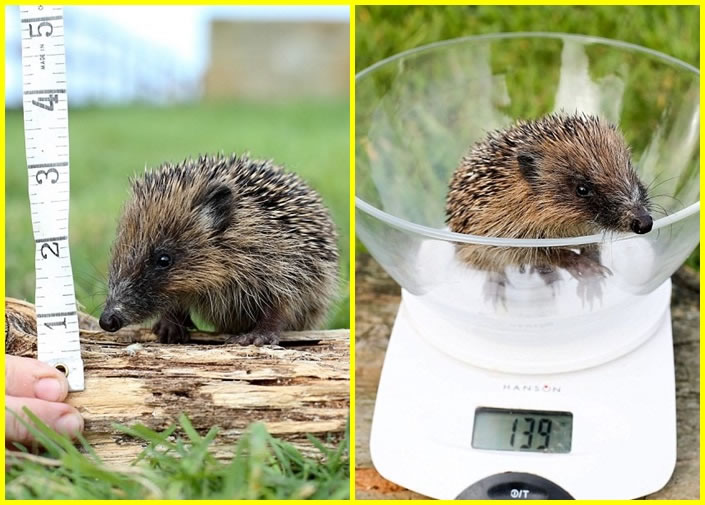 拇指姑娘身高不足3吋,体重只有139克。