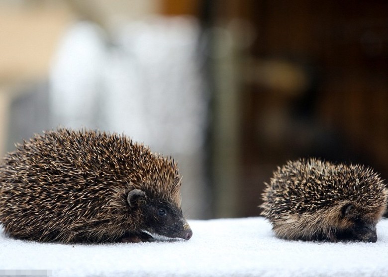 拇指姑娘(右)的体型只及其同龄兄弟姊妹(左)一半。