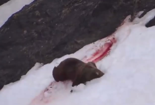 身受重伤的灰熊,继续躲避猎人枪击。