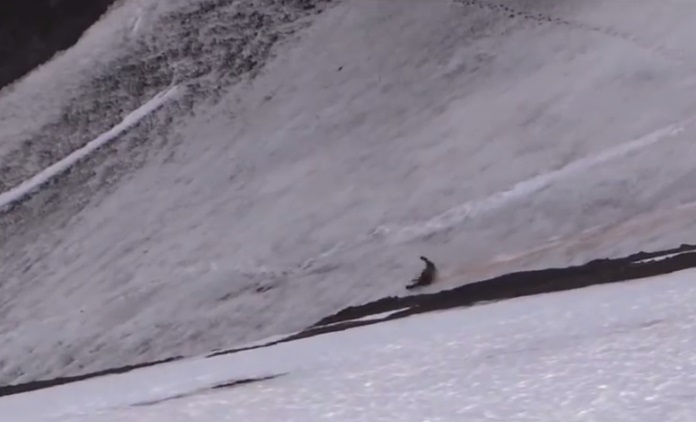 灰熊从高处一直滚下去。