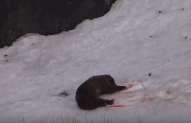灰熊掉到山坡底,再无反应。