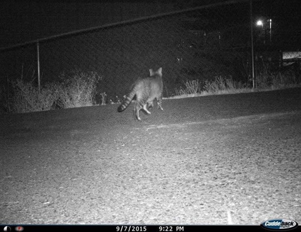 ոݾеĳèTiggerȻǡ͵