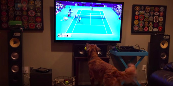 黄金猎犬Georges是网球迷 咬着网球电视机前兴奋看球赛