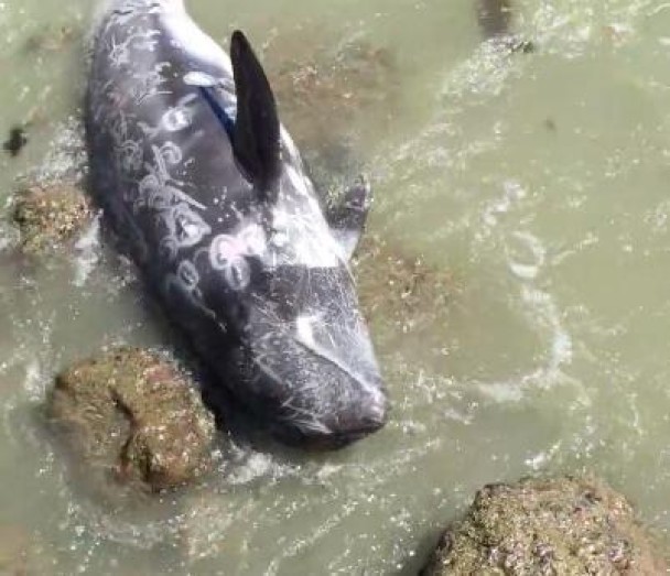 眼见海豚就在眼前,奥巴里不能出手相助。