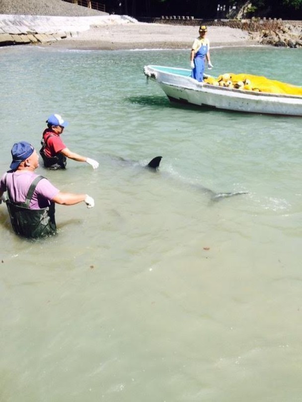 渔民伺机上前猎杀海豚。