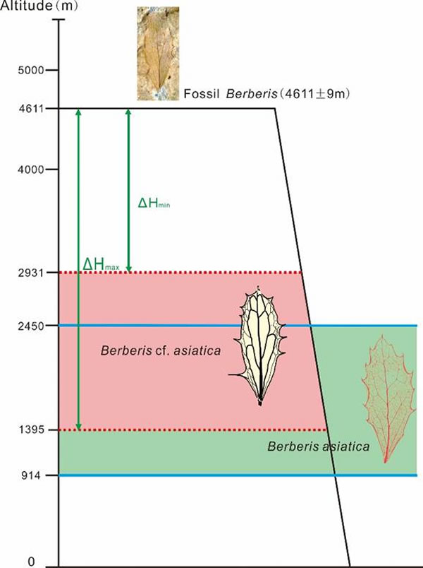 基于小檗化石推演藏北早中新世以来抬升过程