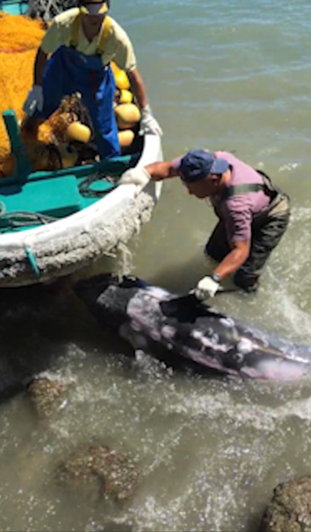 日本太地町一只为躲避捕杀的海豚冲到海岸岩石上 被赶来的渔民又拖回海里