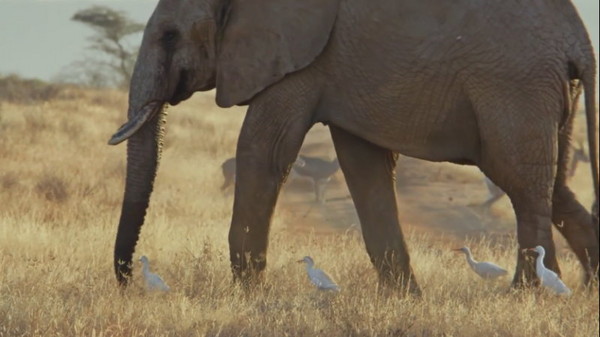 谷歌街景车进入肯尼亚桑布鲁国家公园拍摄 希望协助保护频临绝种的大象