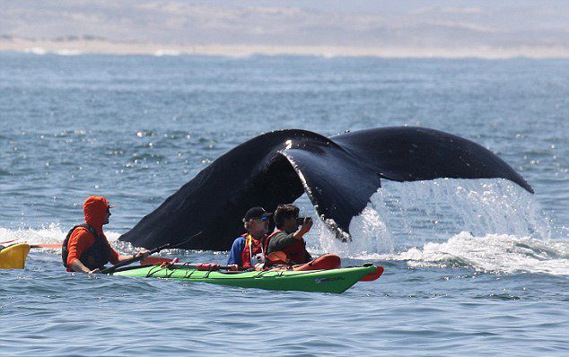 ����������������������������ͷ��һԾ�����Ƥͧ