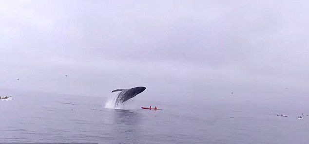 ����������������������������ͷ��һԾ�����Ƥͧ