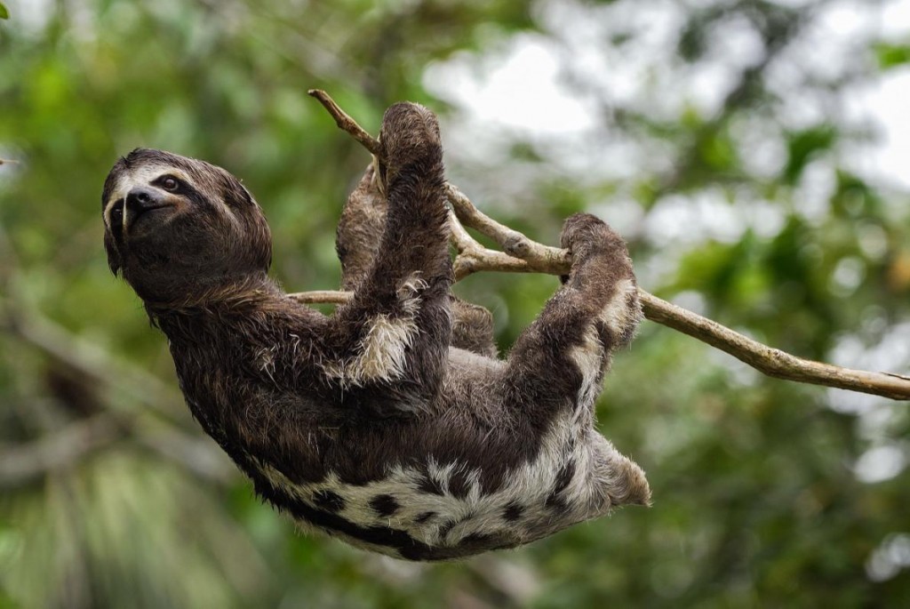 在哥伦比亚阿马卡亚库国家公园(Amacayacu National Park),一只褐喉三趾树懒攀附在一根树枝上。 PHOTOGRAPH BY THOMAS M