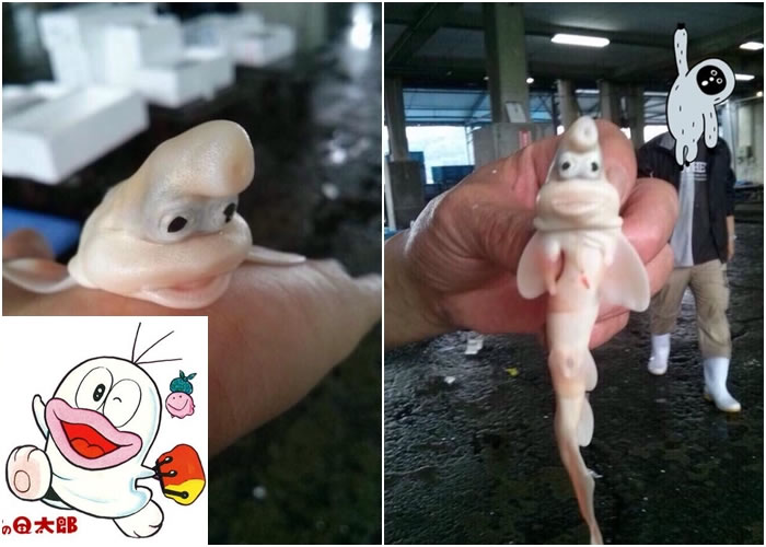 日本有网民早前上载酷似“Q太郎”的怪鱼照。