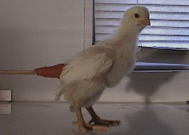 ����������ľ�����ڼ���ƨ�ɣ�����·���Ʊ���������