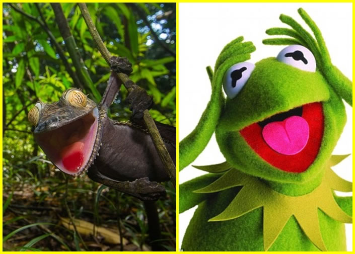 ɫͼſڣòƲżܣͼЦţŲ㡣